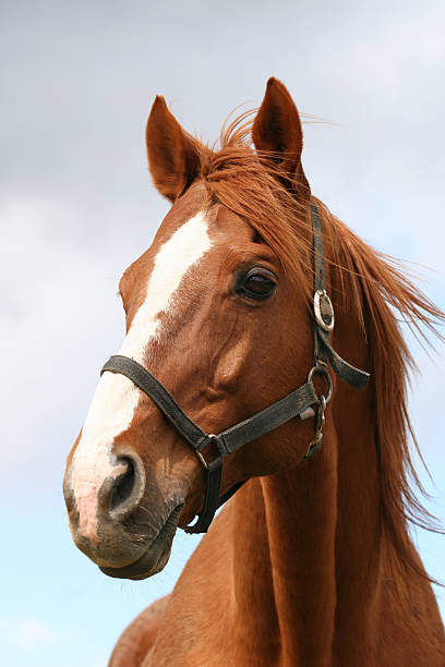 horse2