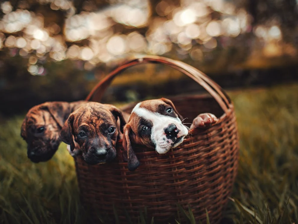 pets 15