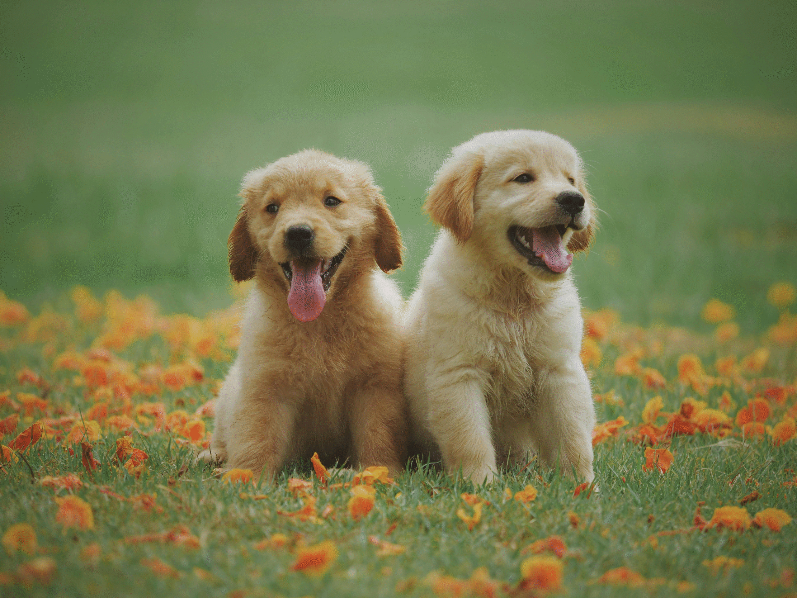 pets 3