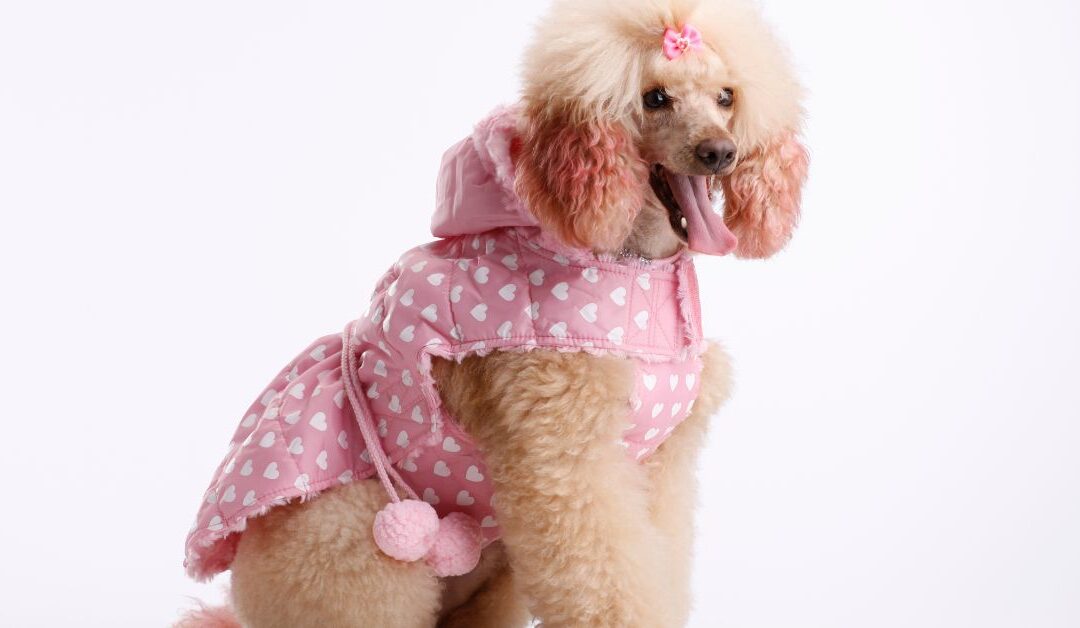 Seasonal Pet Style: How to Choose Apparel & Accessories That Protect and Impress