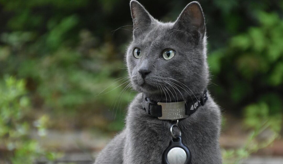 Choosing the Right Pet Collars, Harnesses & Leads: Comfort, Control, and Everyday Style