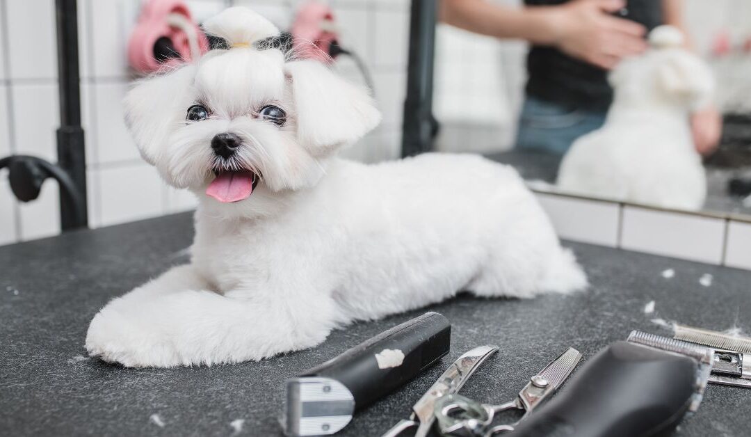 Pet Grooming Essentials: Your At-Home Guide to a Clean and Confident Pet