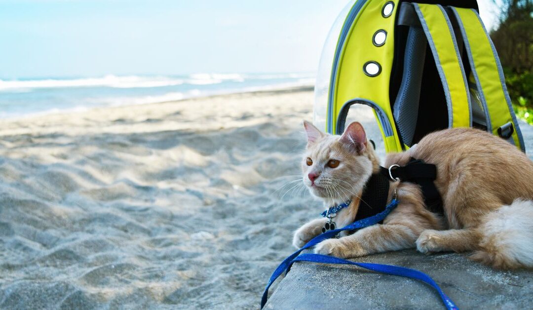 Travel & Outdoor Gear for Pets: Stress-Free Adventures, Near or Far