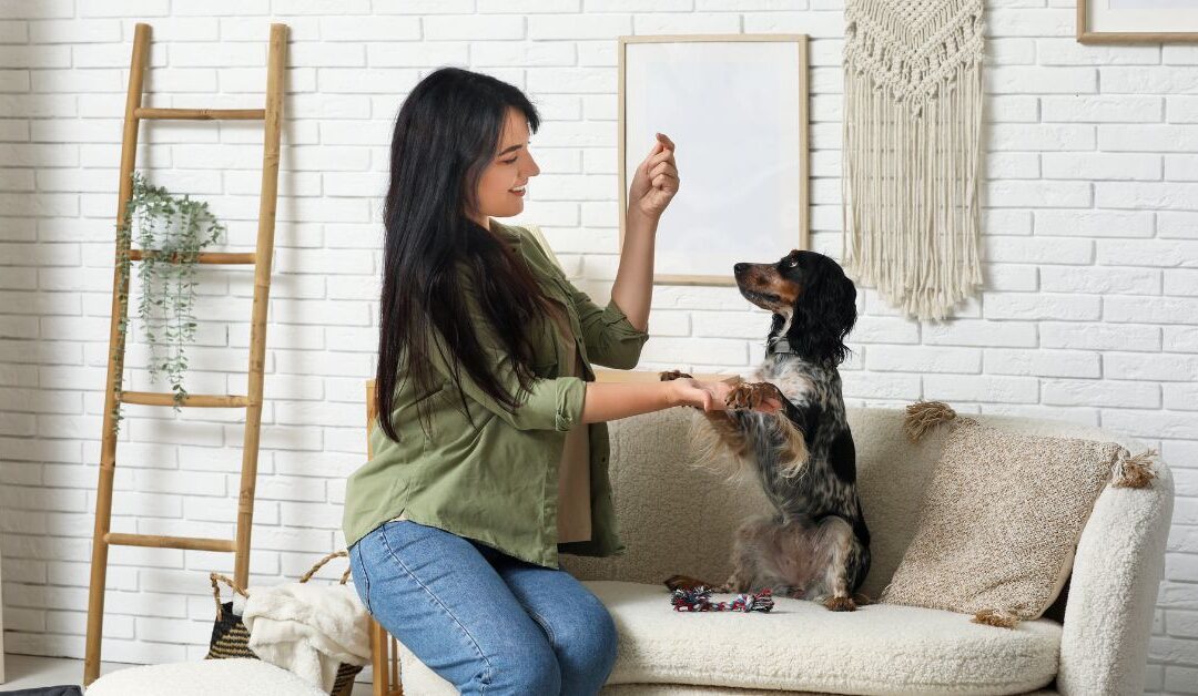 Pet Training Aids That Support Positive Behavior and Safe Learning at Home