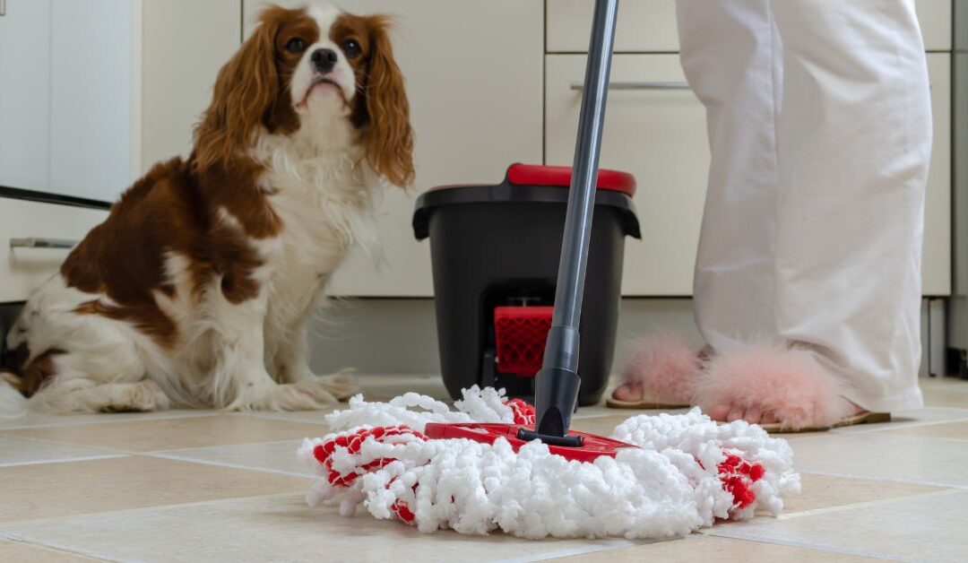 The Pet Parent’s Guide to Clean & Comfortable Homes: Smart Pet Cleaning & Home Care Solutions