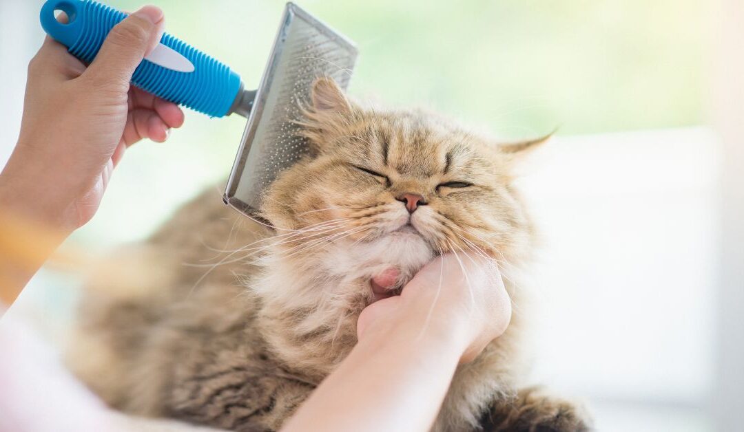 Pet Holiday Trends 2025: Seasonal Essentials Every Pet Parent Should Know About