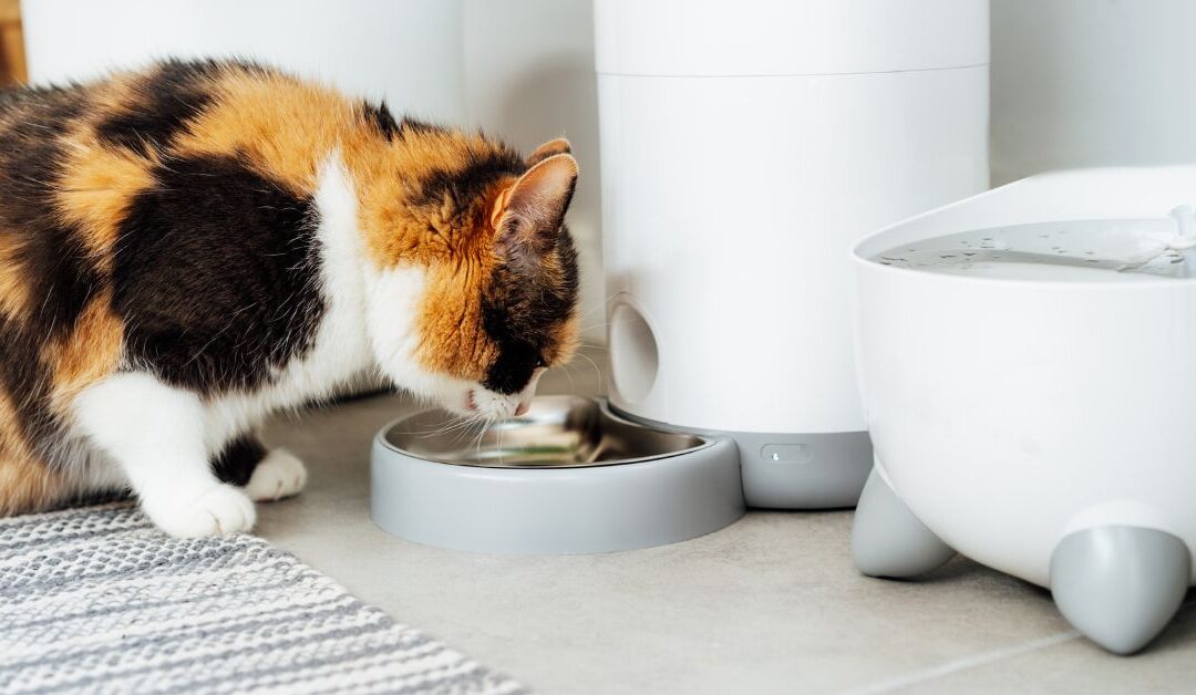 Smarter Mealtime Solutions: The Modern Pet Parent’s Guide to Pet Feeding Accessories