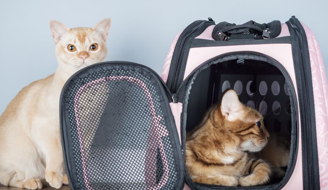 Pet Carrier & Crate Essentials: A Practical Buyer’s Guide for Safe, Stress-Free Travel and At-Home Comfort
