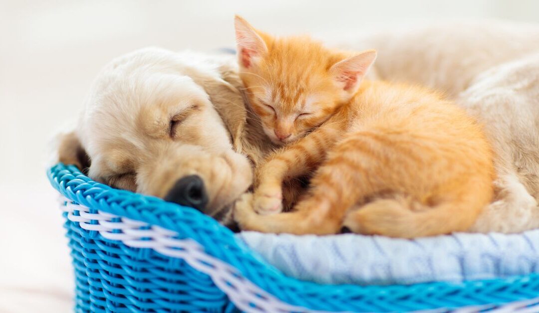 A Fresh Start for Your Furry Friend: Puppy & Kitten Essentials Explained