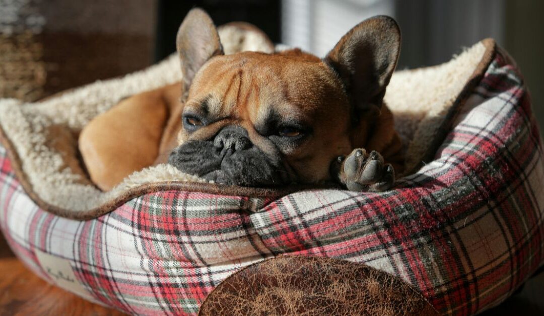 The Ultimate Guide to Pet Bedding & Comfort: Help Your Pet Sleep Better & Live Happier